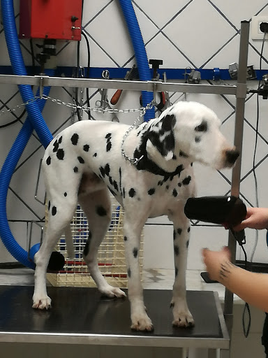Centro Medico Veterinario Associato Flaviovet - Thumbnail