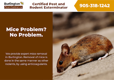 photo of Burlington Pest Control