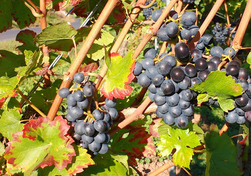 Gästehaus Weingut Elfriede Fuhrmann - Thumbnail