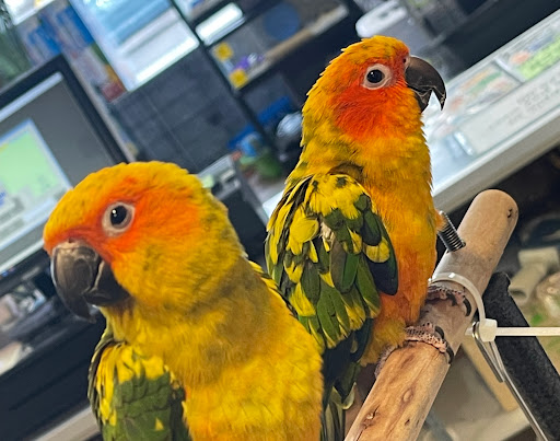 House of Pets Inc - Thumbnail