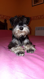 Photo n°32 de Elevage du Moulin de la Terrasse à Heugnes (Éleveur de chiens)