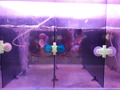Photos of Lampung Jaya Aquarium
