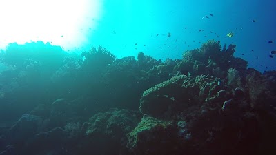 Photos of Scuba Diving Fiji