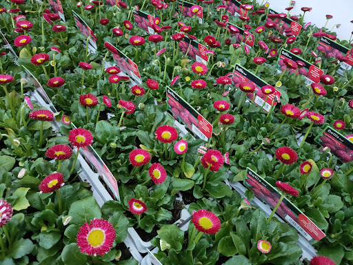Bearney Nurseries - Thumbnail