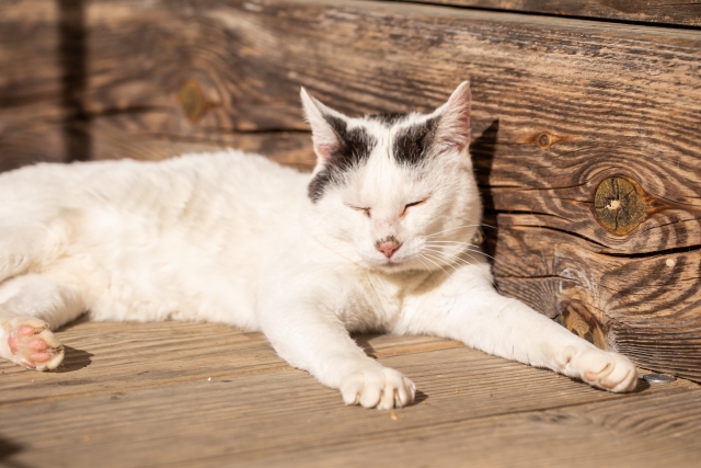 ペット火葬・霊園 宝泉寺（ほうせんじ）名古屋