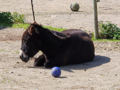 Integrity's Haven Equine (Animal) Rescue Centre - Thumbnail