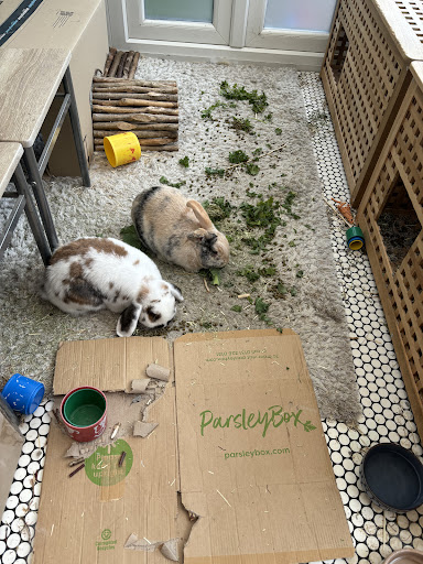 Andrea's Animals Professional Pet Sitting and Animal Encounters - Thumbnail