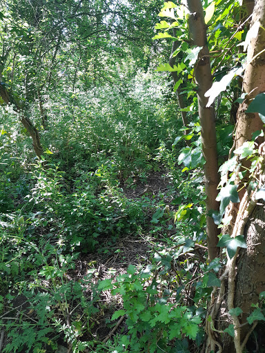 Badsey Lane Nature Reserve - Thumbnail