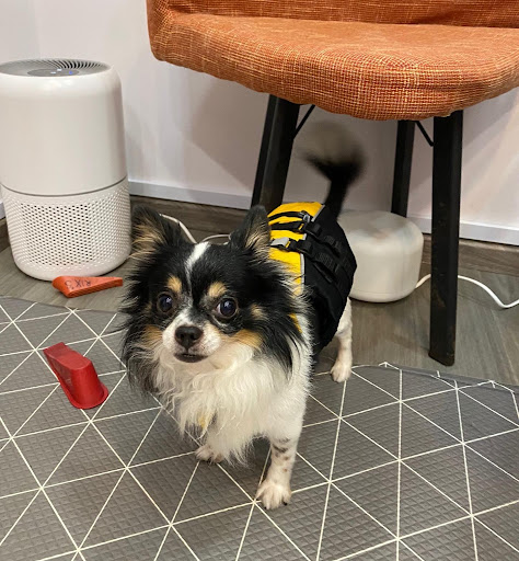 RehabVet Clinic - Physiotherapy and Hydrotherapy - Thumbnail