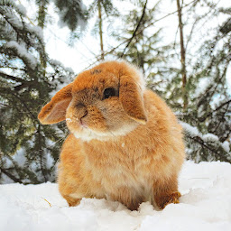 Photo n°2 de Les Mini de Mïa à Saint-Bonnet-de-Salendrinque (Ferme d'élevage)