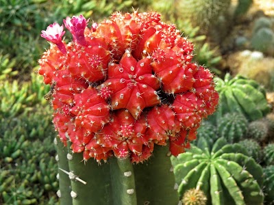 Photos of Desert Plant Floras