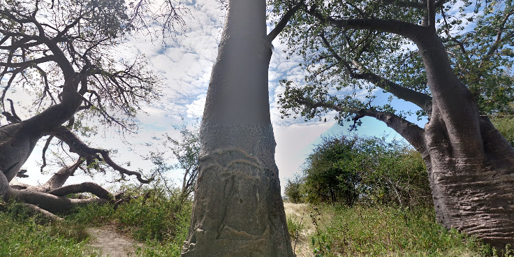 Baines Baobabs by null