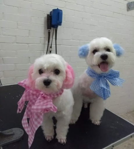 Pascal Hospital Veterinario Y Estética Canina, sucursal 16 de Septiembre Gallery - Mexico