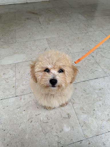 Dog's Planet - Visual