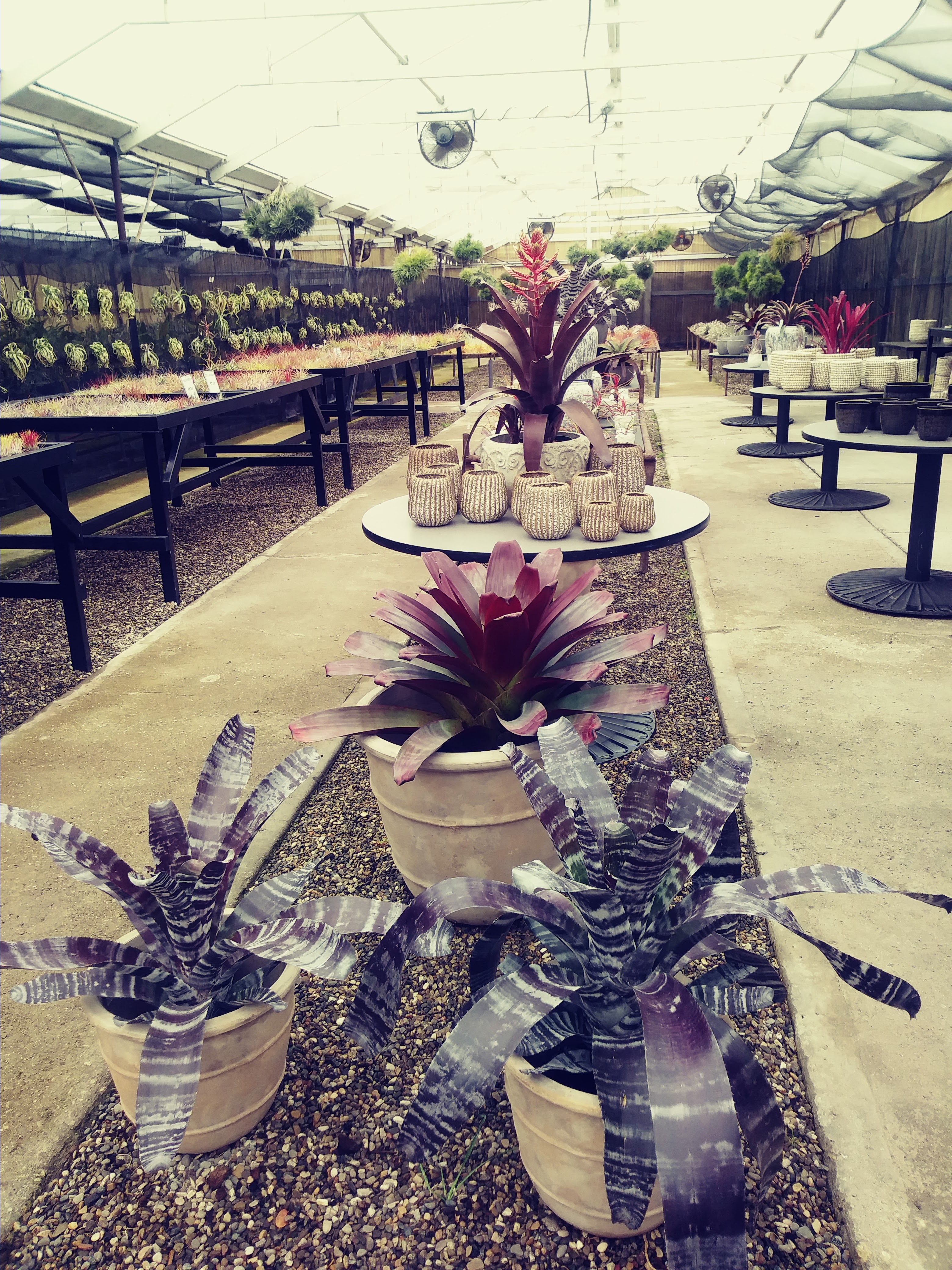 Airplant Alchemy