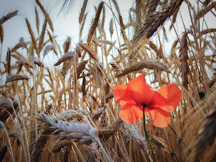 Photo n°32 de Au Bout du Monde à Nouhant (Agence de location de chalets)