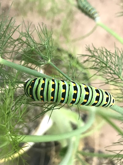 The Butterfly Haven