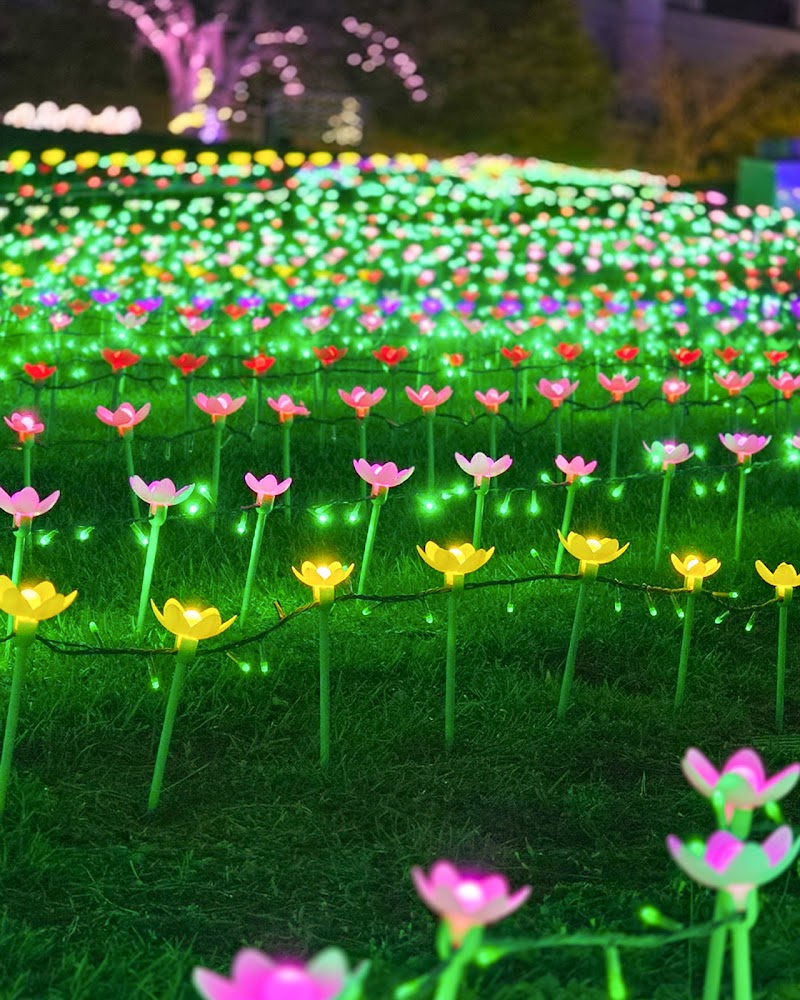 つま恋 イルミネーション ～もりのさんぽみち～