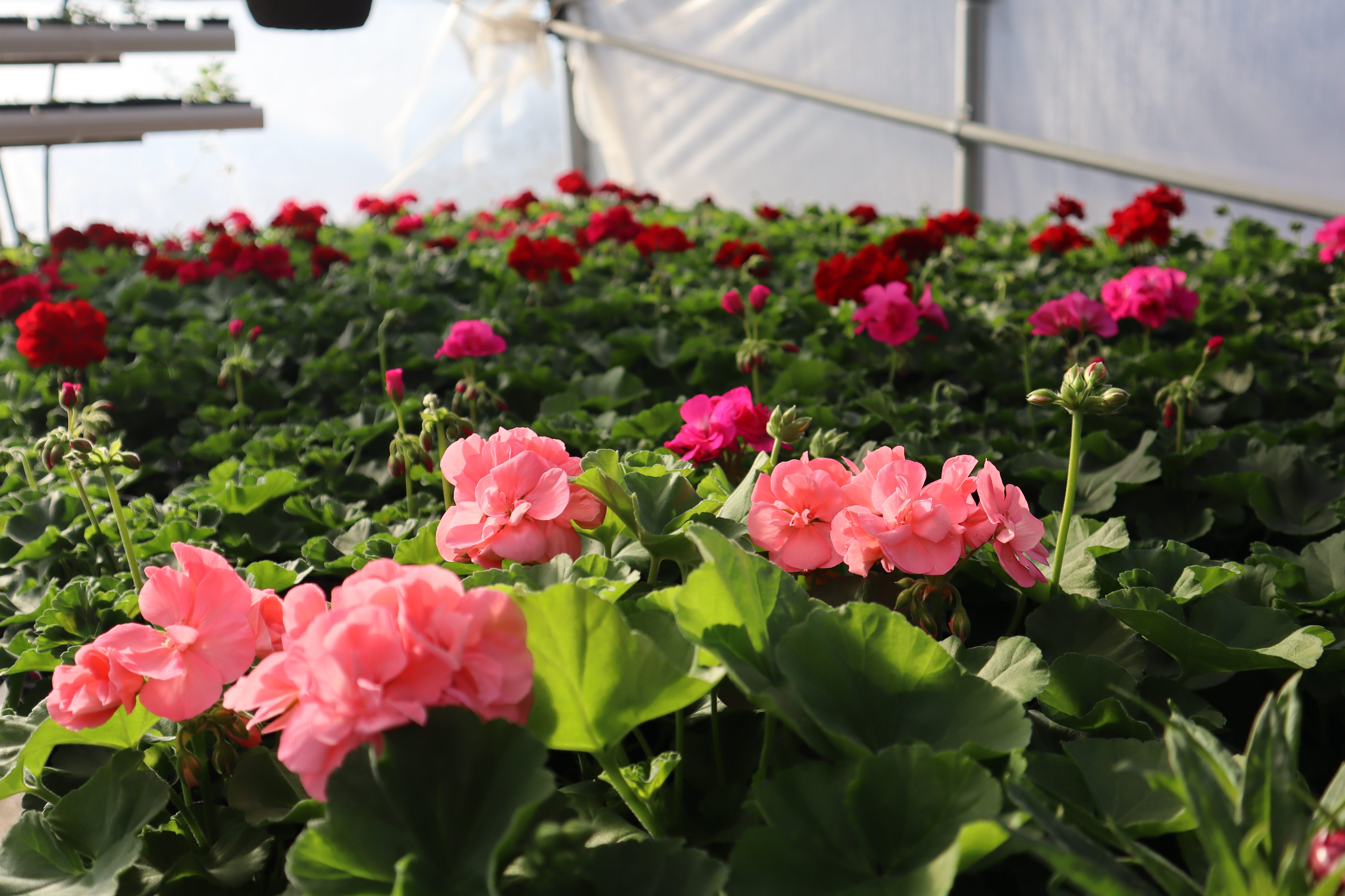 ANDERA GREENHOUSE