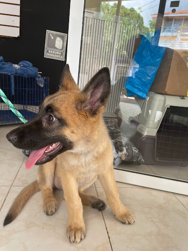 Pet friends