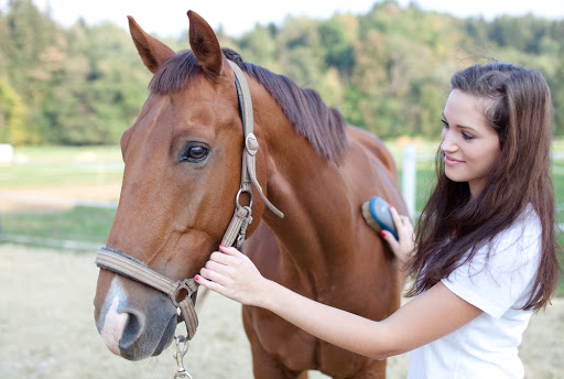 Mitchell Veterinary Services - Visual