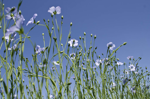 Photo de Nature et Lin