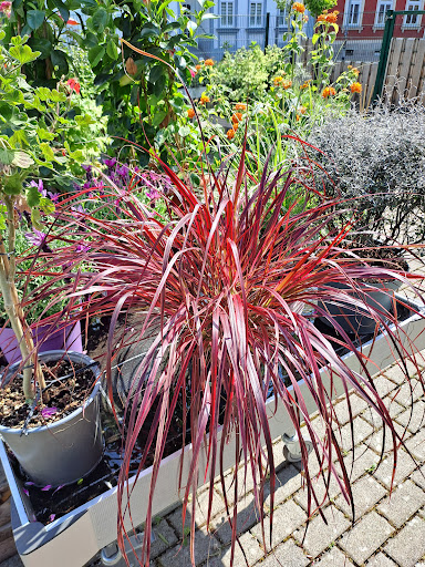 Flowers &. plants Leffler - Thumbnail