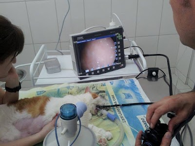 Photos of Veterinary Clinic Toy Naughty