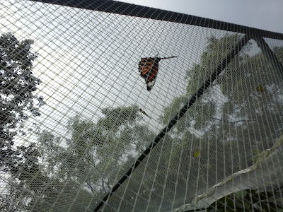 Photos of Butterfly Park And Research Centre Jahangirnagar University