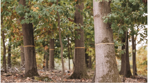 FriedWald Niederkrüchten