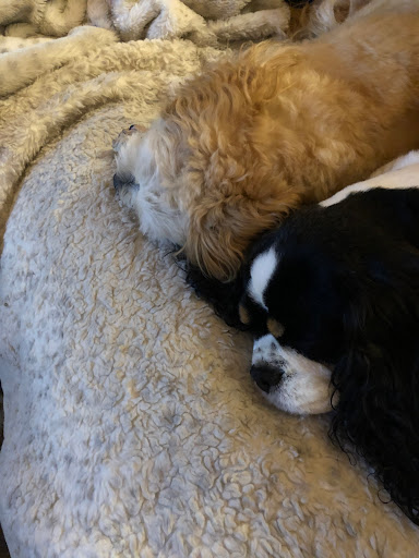 BestFriends Veterinary Clinic Gallery - United States