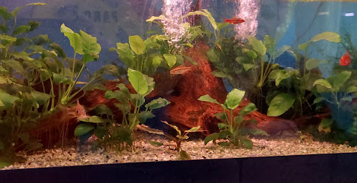 Cercle Aquariophile du Calaisis Gallery - United Kingdom