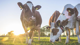 Photo n°1 de EARL SAINT ULRICH à Durningen (Élevage laitier)