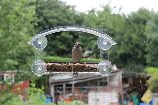 homebird - Thumbnail
