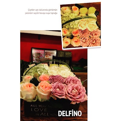 Photos of Delfino Cicek