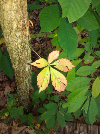 Jacob Schramm Nature Preserve - Thumbnail
