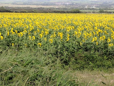 Sunflower Field