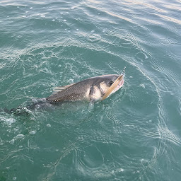 Photo n°2 de Captain Guillaume à La Flotte (Club de pêche)