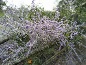Photo n°9 de Bannigan Tom à Monsireigne (Chambre d'hôtes)