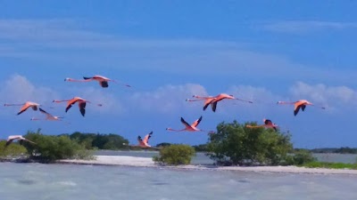 Photos of Paseos Los Flamingos