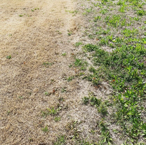 Integrity Lawn and Pest Control LLC - Thumbnail