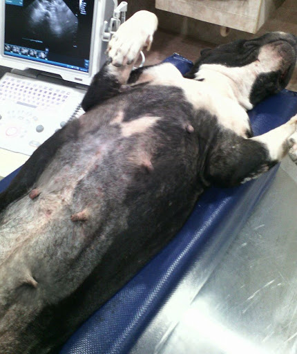 Ibérica Consultorio Veterinario