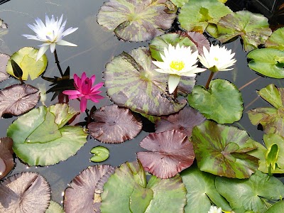 Aqua Serene Garden Center