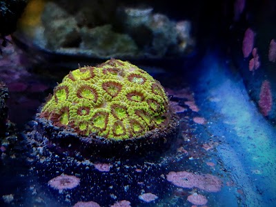 Humboldt Coral