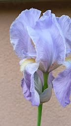 Photo n°10 de Le Cottage - Chambres d'hôtes en Essonne à Bures-sur-Yvette (Hôtel)