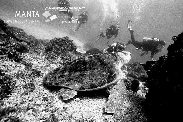 Manta Lodge & Scuba Centre by null