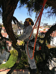 Photo n°11 de Les Grimpeurs Tout-Terrain - Cordiste & Élagueur 31 - (travaux en hauteur / élagage / abattage / taille de haie) à Pinsaguel (Service d'élagage)