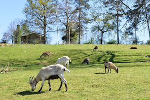 Photo n°10 de Domaine de la Doux à Saint-Denis-de-Cabanne (Zoo)
