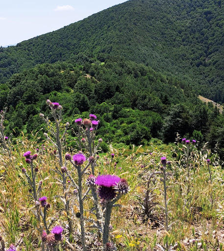 Monte Crocetta - Visual