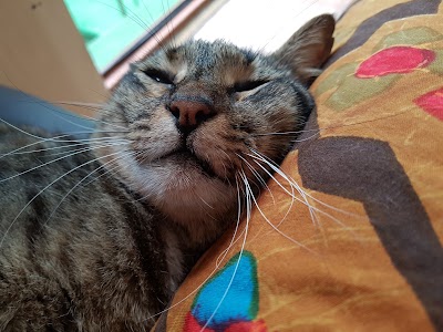 Photos of VETERINARY